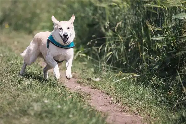 夢見獵犬 獵狗